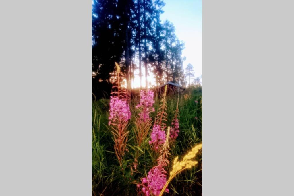 Cosy Non Smoking Cabin Close To Beach,Alnoe Sundsvall Ngoại thất bức ảnh